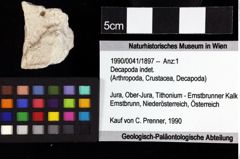 Foto (Objket + Etiketten) von Goniodromites bidentatus (Reuss, 1859) 